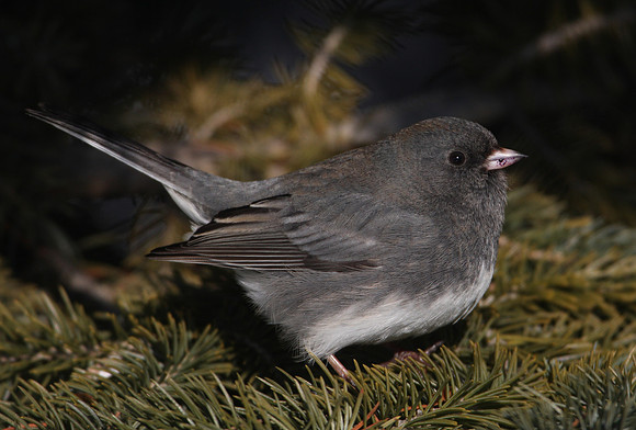 Dark-eyed Junco