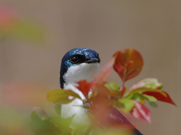 Tree Swallow