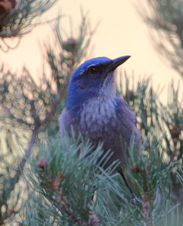 Western Scrub-Jay - Zion National Park