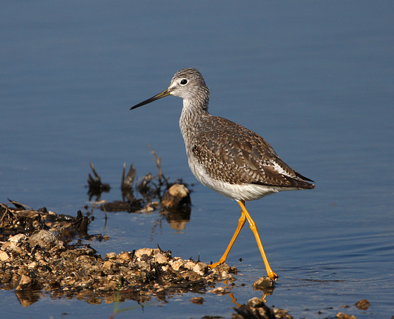 Greater Yellowlegs