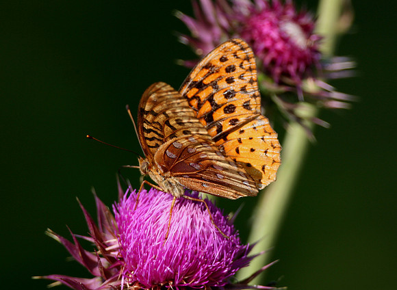 Great Spangled Fritillary