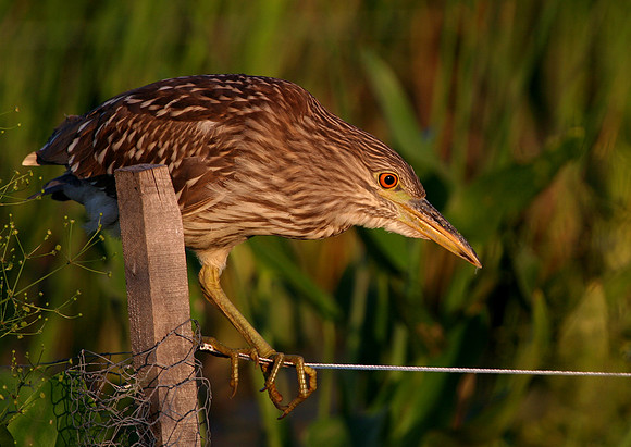 Black Crowned Night Heron (Juvenile)
