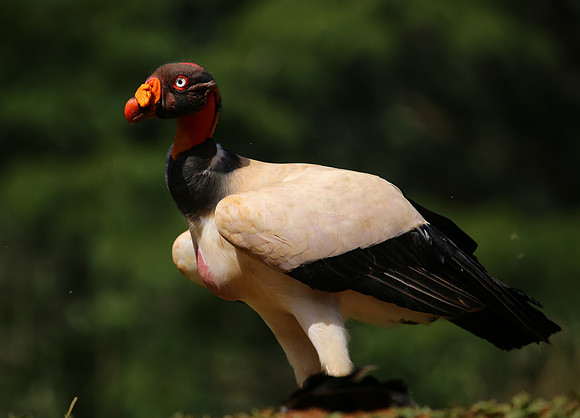 King Vulture - Laguna Lagarto, Costa Rica