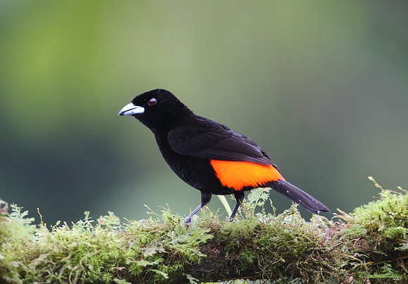 Passerini's Tanager - Laguna Lagarto, Costa Rica