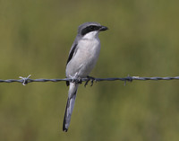Loggerhead Shrike Anahuac National Wildlife Refuge
