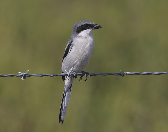 Loggerhead Shrike Anahuac National Wildlife Refuge