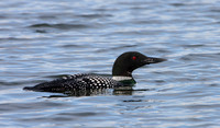 Common Loon