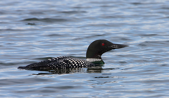 Common Loon