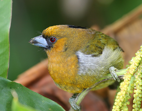 Prong-billed Barbet - Costa Rica