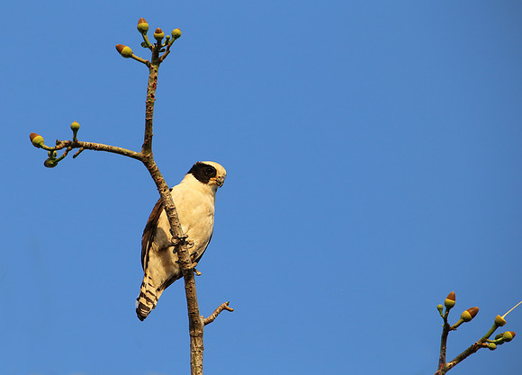 Laughing Falcon - Casa Solimar, Costa Rica