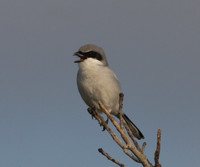 Loggerhead Shrike