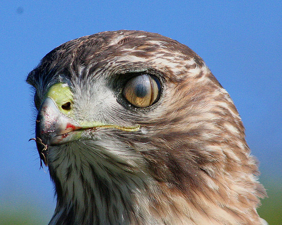 Red-Tailed Hawk (After Eating Prey)