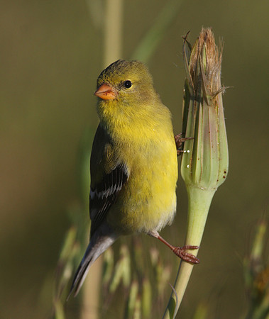 American Goldfinch