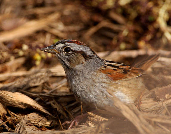 Swamp Sparrow