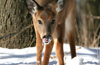 White-tailed Fawn