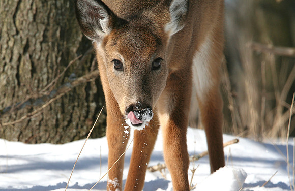 White-tailed Fawn