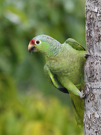Red-lored Parrot - Laguna Lagarto, Costa Rica