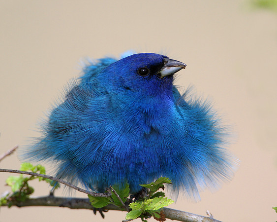 Indigo Bunting