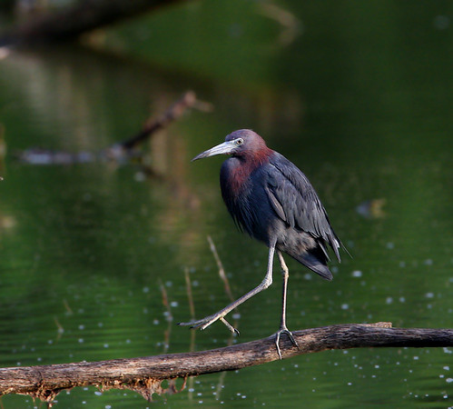 Little Blue Heron