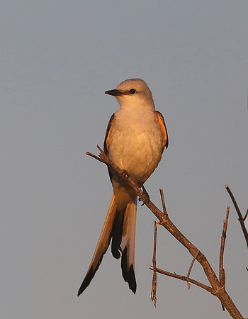Scissor-tailed Flycatcer - Anahuac NWR, Texas