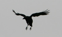 American Crow