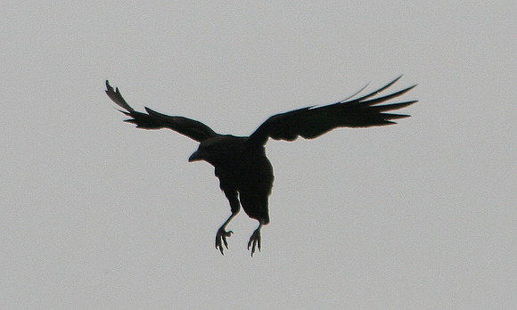 American Crow
