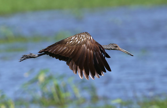 Limpkin - Casa Solimar, Costa Rica