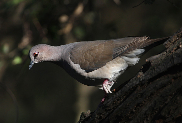 White-tipped Dove