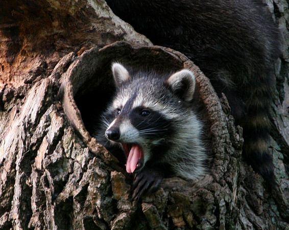 Raccoon