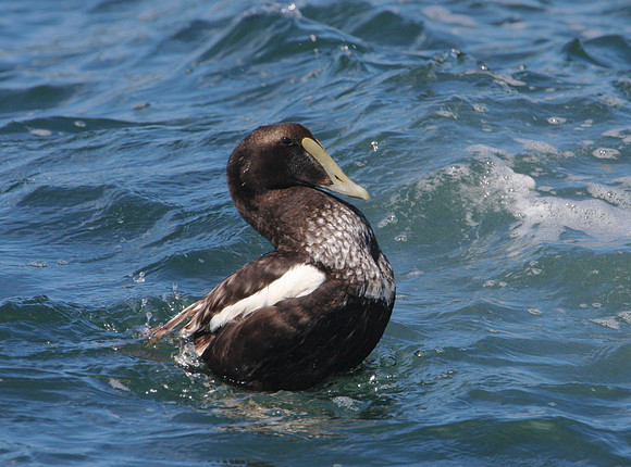 Common Eider