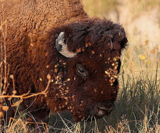 American Bison - Yellowstone National Park, Wyoming