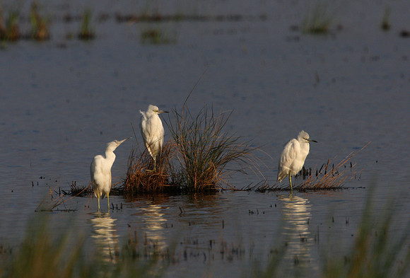 Little Blue Herons (juveniles)