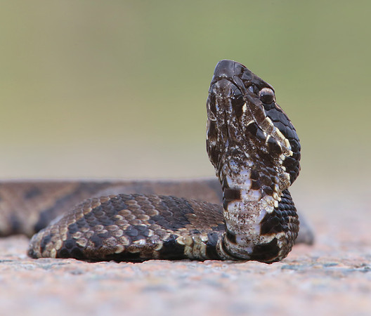 Cottonmouth - Anahuac NWR, Texas