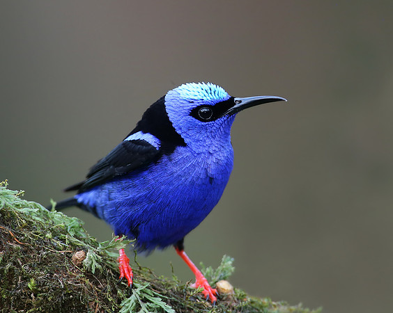 Red-legged Honeycreeper - Laguna Lagarto, Costa Rica