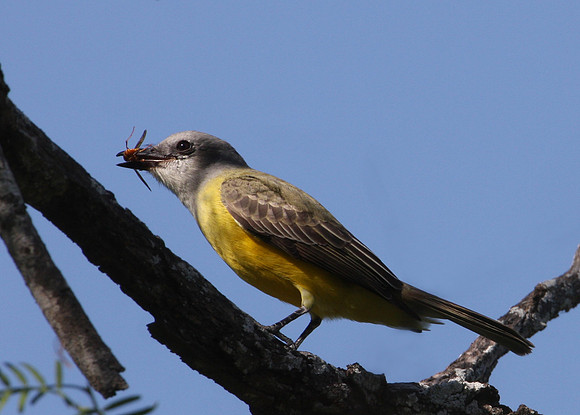 Tropical Kingbird