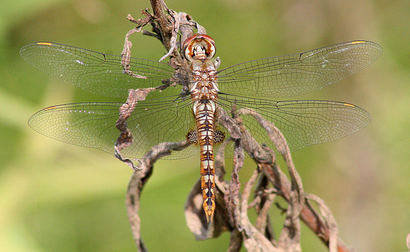 Spot-winged Glider
