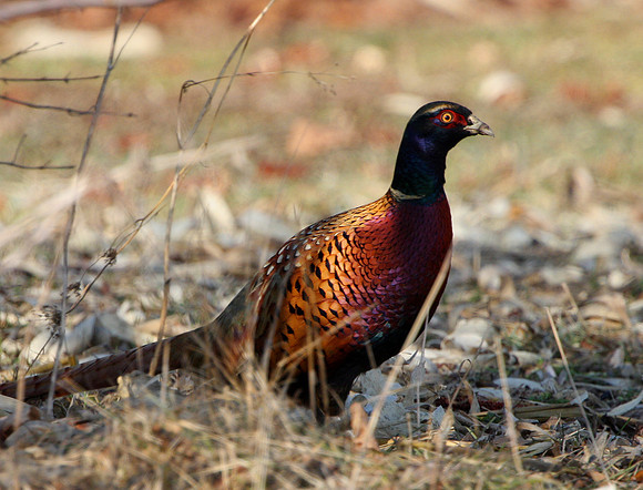 Ring-necked Pheasant