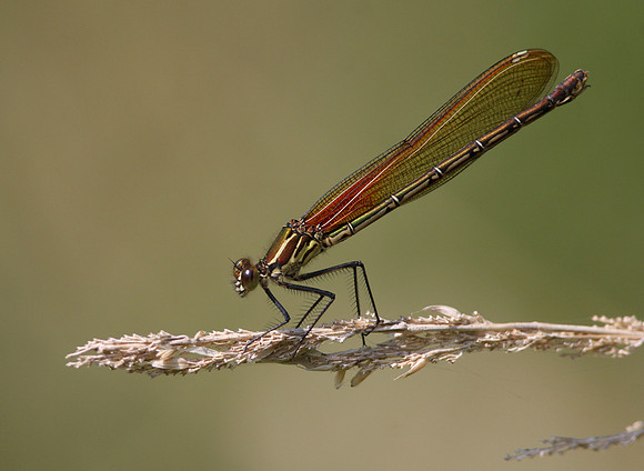 American Rubyspot
