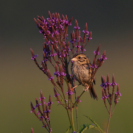 Henslow's Sparrow at Goose Lake Prairie