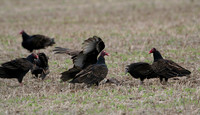 Turkey Vulture