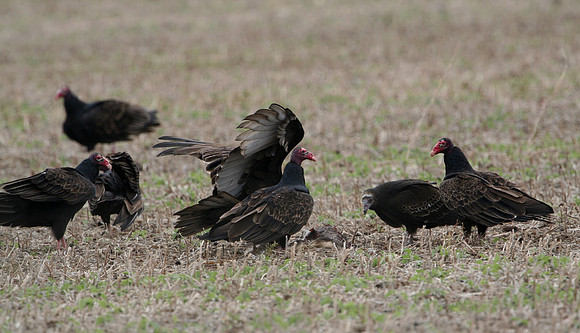Turkey Vulture