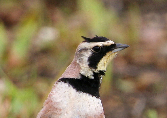 Horned Lark