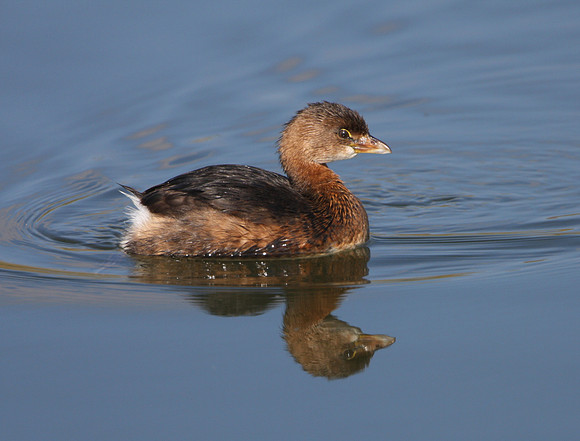 Pied-billed Grebe