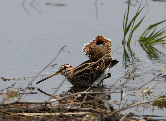 Wilson's Snipe