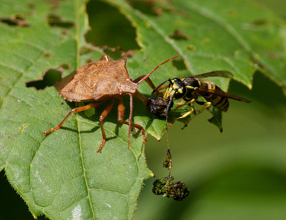 Spined Soldier Bug