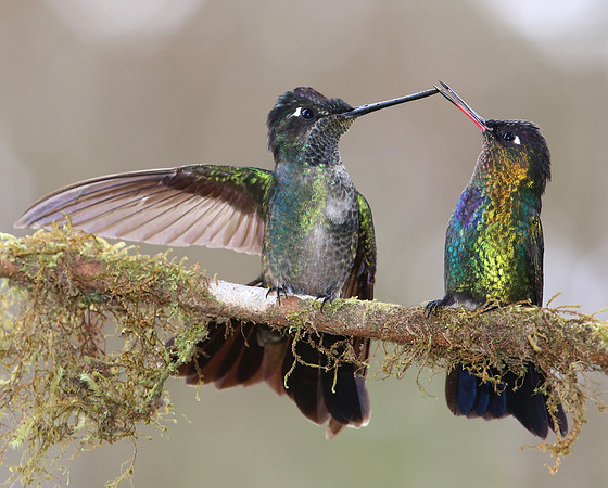 Magnificent and Fiery-throated Hummingbirds - Suria, Costa Rica