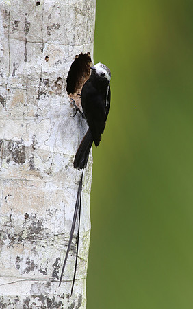 Long-tailed Tyrant - Laguna Lagarto, Costa Rica