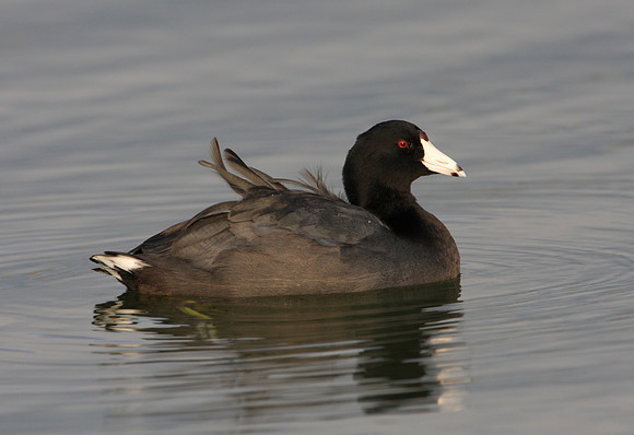 American Coot