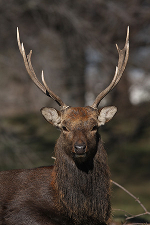Sika Deer