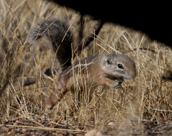 Harris' Antelope Squirrel